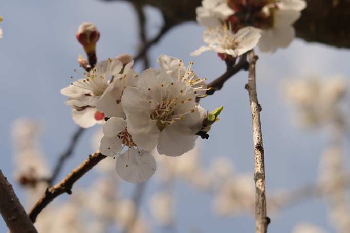 20260315 nachtvorst in de lente bloesem.JPG